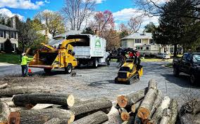 Reliable Parkland, WA Tree Services Solutions